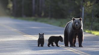 Episode 3 Saving Europes Bears