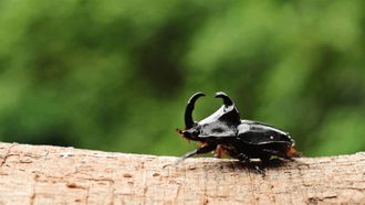 Episode 5 South America