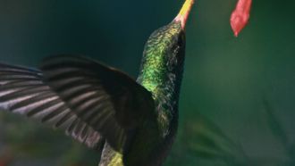 Episode 3 The Birds' Journey