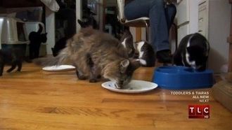 Episode 4 Ventriloquism; Cats