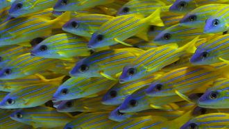 Episode 19 Super Reefies