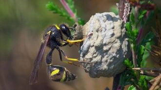 Episode 8 Potter Wasp