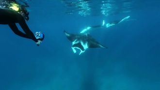 Episode 11 Swimming With Manta Rays