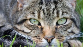 Episode 6 Food for Thought