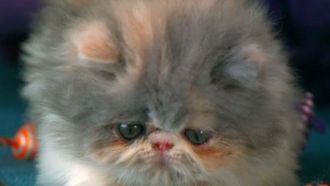 Episode 1 Too Cute! Kittens