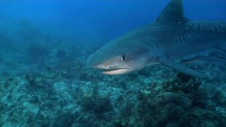 Episode 2 Panic in Paradise