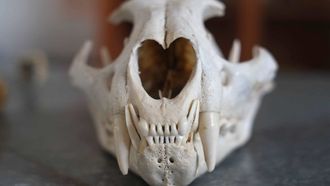 Episode 4 South American Squatch of Argentina