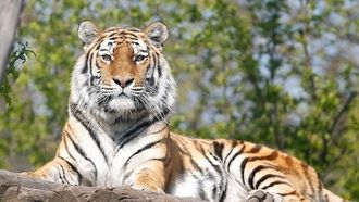 Episode 1 The Secret Lives of Tigers