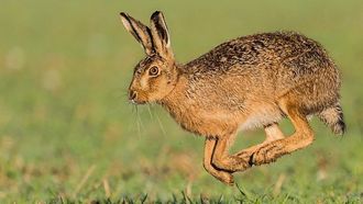 Episode 2 The Fens: A Wild Year