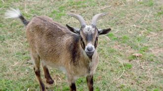 Episode 3 No Goats, No Glory