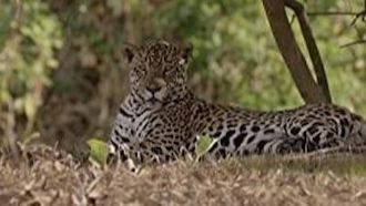 Episode 6 The Secret Lives of Jaguars