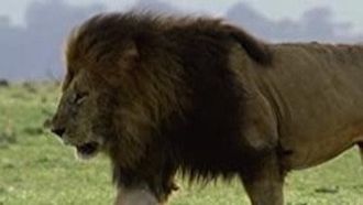 Episode 4 The Secret Lives of Lions