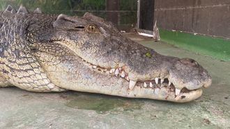 Episode 5 Rin Tin Tooth Trouble