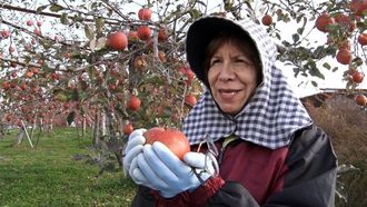 Episode 24 American Taste, Japanese Apples