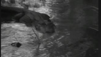 Episode 20 Alligator Story