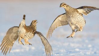 Episode 5 The Frozen North