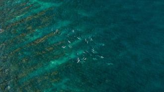 Episode 2 Love Bites