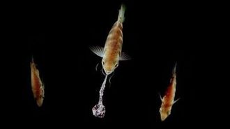 Episode 4 Devious Defences