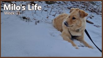 Episode 1 Eating Sticks | Week 01