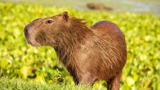 Episode 1 Hunt Or Die