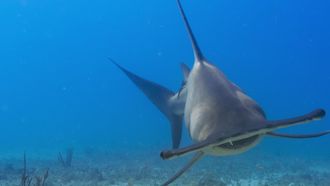 Episode 4 Hammerhead Highway