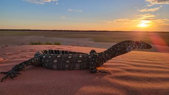 Episode 2 Desert Dwellers