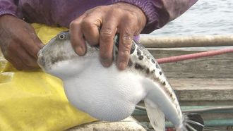 Episode 15 Blowfish - A Secret Taste from the Deep