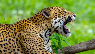Episode 6 Jaguar Special