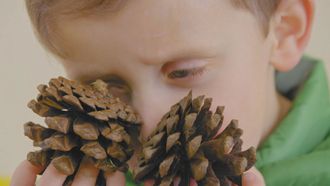 Episode 50 Captain Pinecone