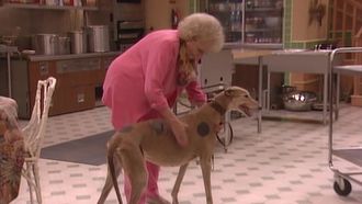 Episode 19 A New Leash on Life