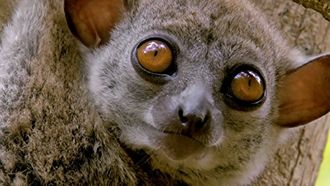 Episode 1 Lemur Spirit