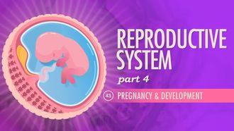 Episode 43 Reproductive System, Part 4 - Pregnancy & Development