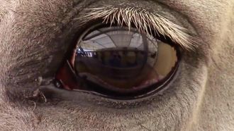 Episode 16 Amazing Animal Abilites