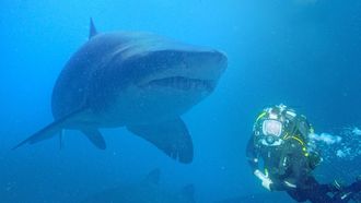 Episode 2 Shark Special