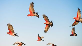 Episode 2 Parrot Paradise