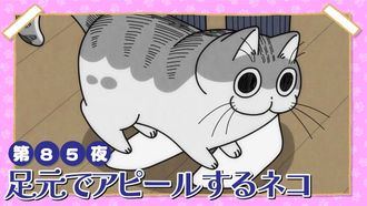 Episode 85 Night 85: A Cat Seeking Attention at the Feet