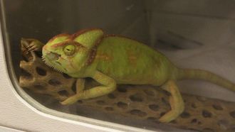 Episode 3 Into the Fox Hole