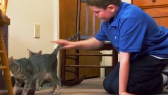 Episode 2 Maine Coon, Egyptian Mau, Saimese, Himalayan, Oriental, Turkish Angora