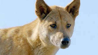 Episode 2 The Dingo