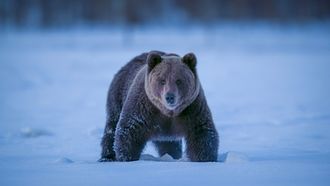 Episode 4 Bear Woodlands