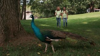 Episode 4 Edward the Peacock is on the Loose!