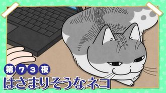 Episode 73 Night 73: A Cat About to Get Stuck