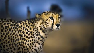 Episode 6 Cheetah Plains