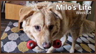 Episode 14 The Cone of Shame | Week 14