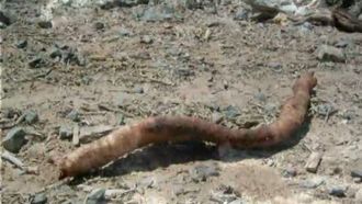Episode 13 Deathworm