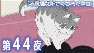 Episode 44 Night 44: A Cat Resting in a Strange Spot