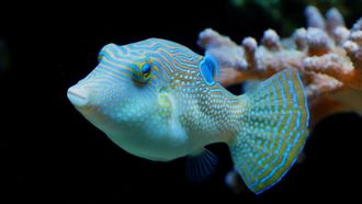 Episode 17 Rainbow Reef