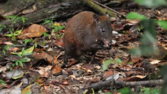 Episode 4 The Big Island