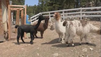 Episode 3 The Warrior Spirit