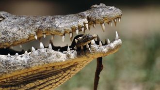 Episode 3 Crocodile